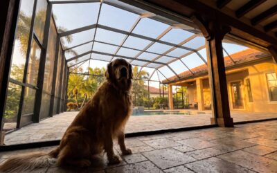 Stop Replacing Screens: A Venice Dog Owner’s Guide to TuffScreen® Durability