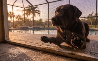Standard Screen Mesh vs. Phifer TuffScreen®: Is the Upgrade Worth It for Florida Homeowners?